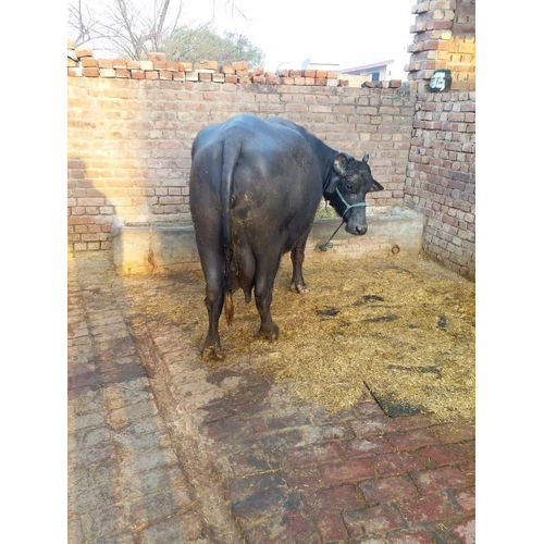 पशुधन मुर्रा दुहने वाली भैंस