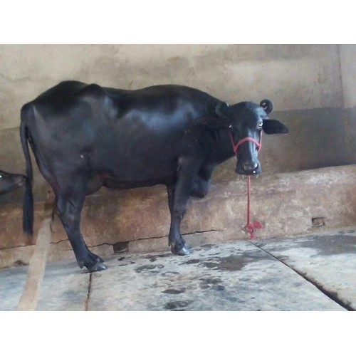 Murrah Buffalo - 12 Years, 800kg | Black Color, Dairy Livestock