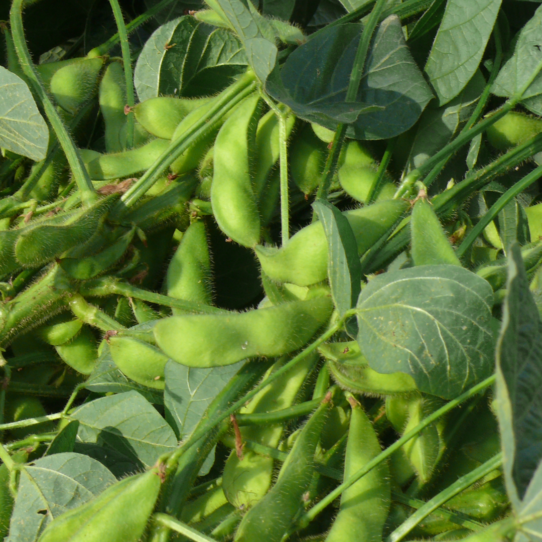 Mixed Tocopherol 30% Powder From Soya - Color: Green