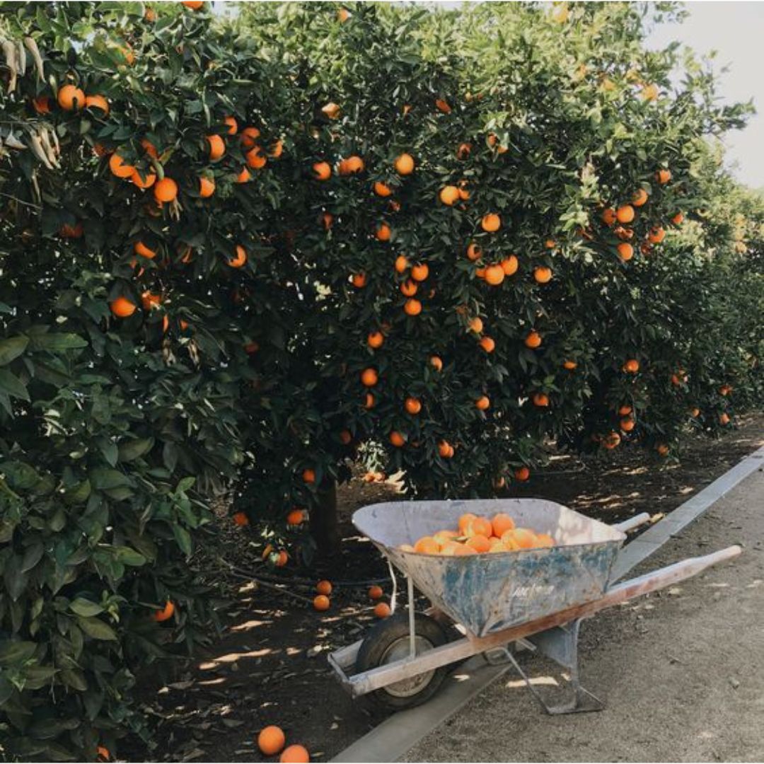 Citrus Bioflavonidoid Powder - Ingredients: Orange