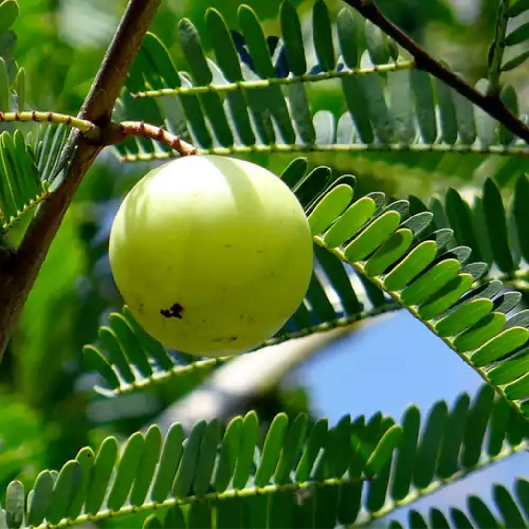 Natural (50%) Vitamin C From Amla Extract - Color: Green