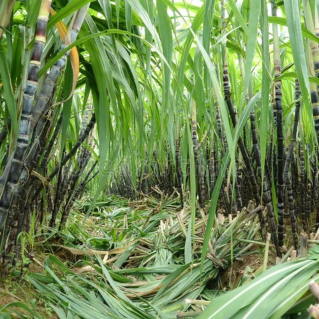 Policosanol Extract From Sugarcane