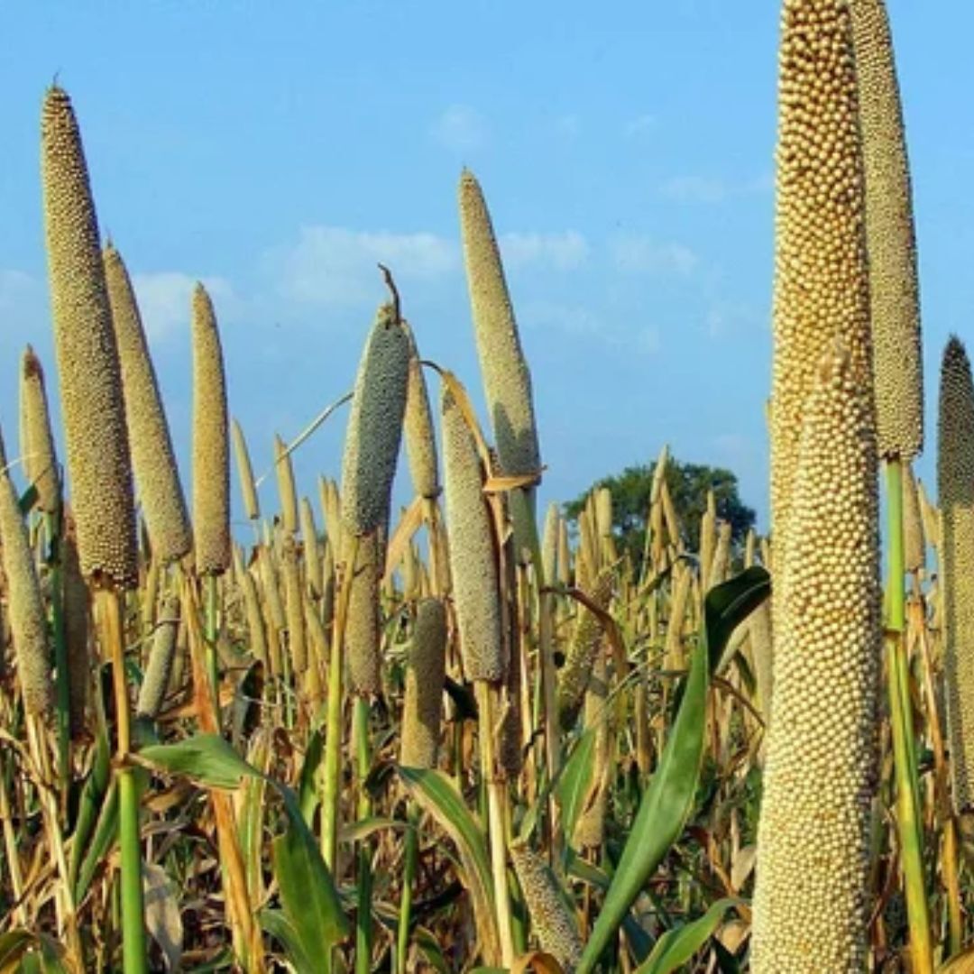 Organic Millet Extract - Color: Green