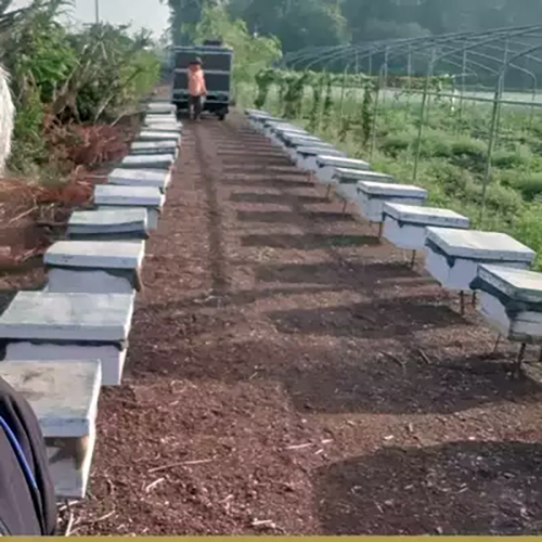 Bee Hive On Rent For Pollination