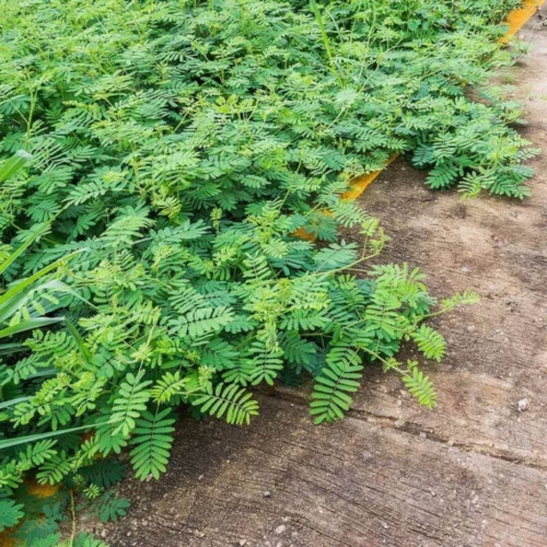 Mimosa Pudica Extract