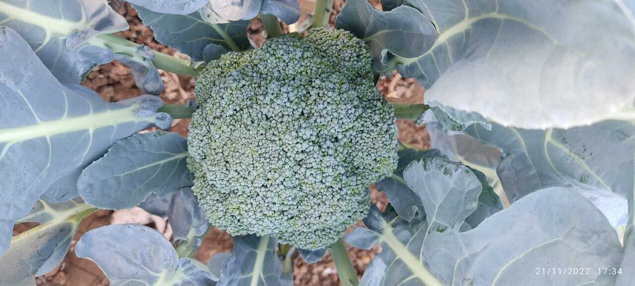 Fresh Broccoli - Medium Size, Green Color | 1 Lb, Grown In Cool Weather, 60-70 Days Harvest Time, Store In Refrigerator