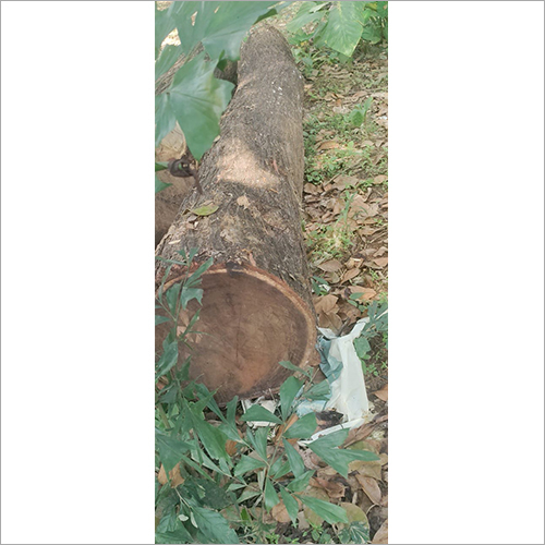 अकिस्या वुड लॉग्स ग्रेड: इंडस्ट्रियल ग्रेड