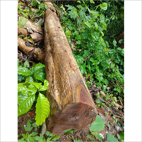 टीक वुड लॉग्स ग्रेड: इंडस्ट्रियल ग्रेड