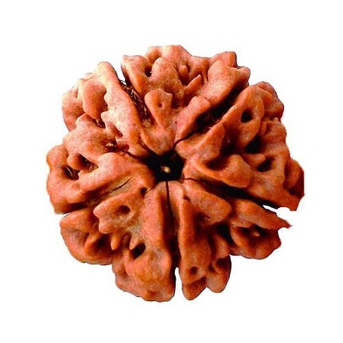 5 Mukhi Rudraksha Beads - Natural Material, Size 19-22 Mm | Devotional Symbol Blessed By Lord Shiva, Ideal For Hindu Festivals