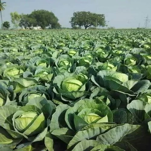 Fresh Cabbage - Raw, 90% Moisture | Hygienically Cleaned, Ideal For Ethnic Dishes, Soups, And Frozen Vegetable Preparations