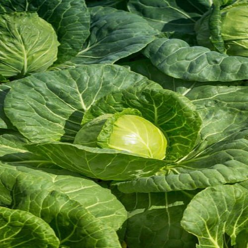 Fresh Cabbage - Raw, 90% Moisture | Hygienically Cleaned, Ideal For Ethnic Dishes, Soups, And Frozen Vegetable Preparations