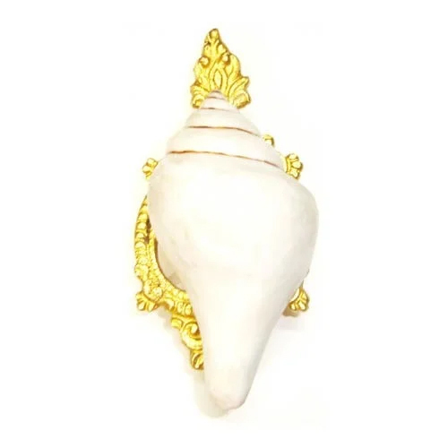 Elegant Conch Shell - Color: White