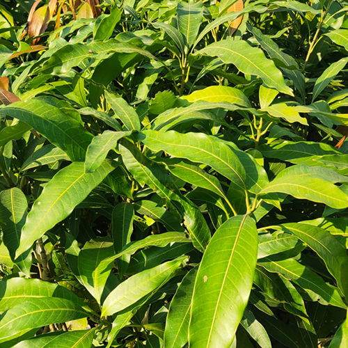 Green Amropali Mango Plant