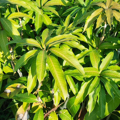 Green Nam Dock Mai Mango Plant