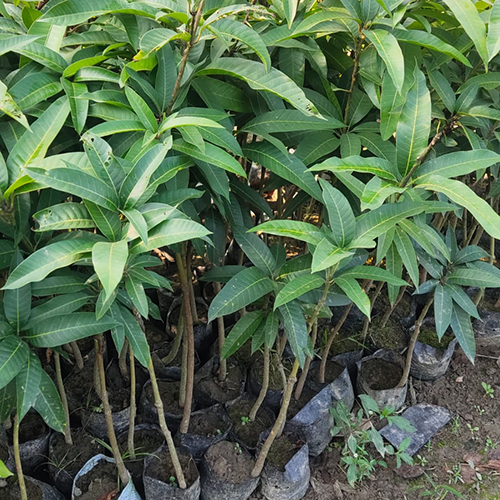 Gour Moti Mango Plant - Color: Green