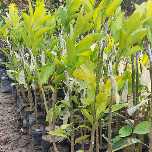 ग्रीन डोको पोन ऑरेंज प्लांट