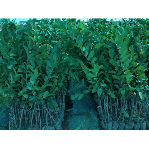 थाई अमरूद का पौधा