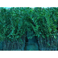 थाई अमरूद का पौधा