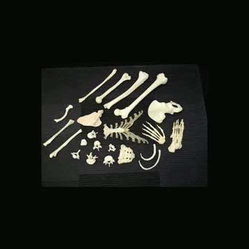 White Femur Bone Model