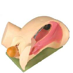 लियोपोल्ड मैन्यूवर्स सिमुलेटर (BEP/F6)