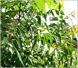 Neem Leaves - Dried Herbal Material, Natural Pesticide Properties and Eco-Friendly Pest Control