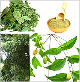 Neem Extract - Organic Herbal Powder, Rich in Antioxidants and Natural Bioactive Compounds