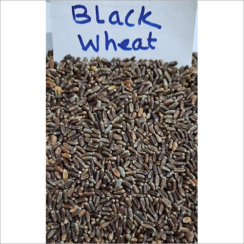 Organic Black Wheat