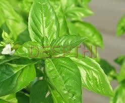 Basil - Organic Stick Leaves | Pure Aroma Retention, Hygienically Packed, Supervised Processing, Pesticide-Free Cultivation