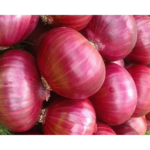 Red Onion - Raw, Fresh | High-quality, Pesticide-free, Moisture-nil, Timely Delivery
