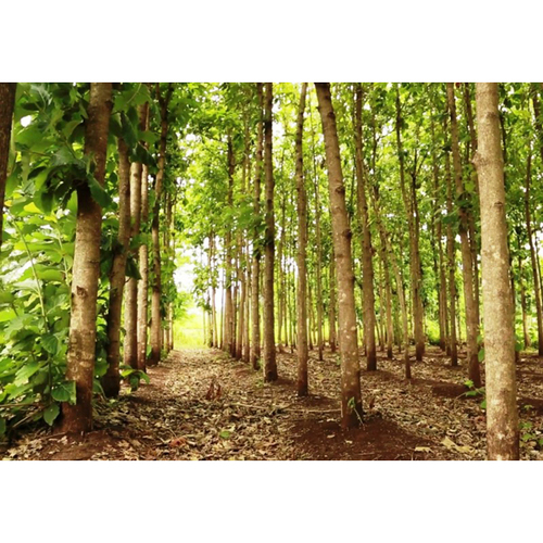 टिम्बर्स ट्रीज़ टीक