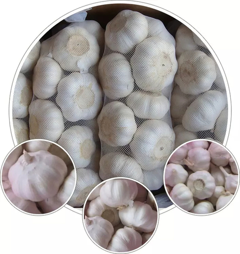 Fresh Garlic Shelf Life: 12 Months