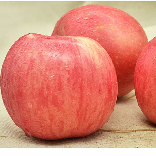 Chinese Fresh Fruits Red Delicious Fuji Apples With Competitive Price Size: 6