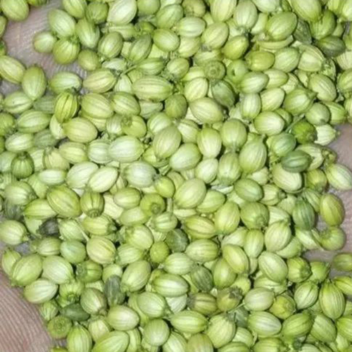 धनिया तोता