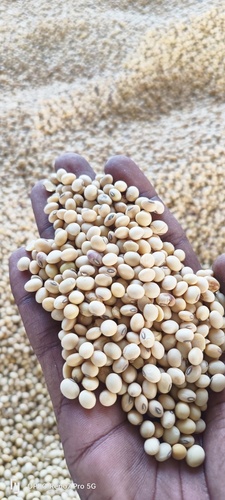 Common Soyabean A Grade