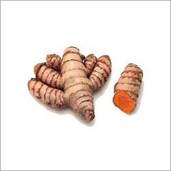 हल्दी की जड़ें