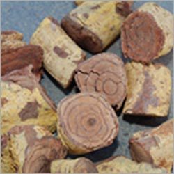 सालेशिया ओब्लोंगा जड़