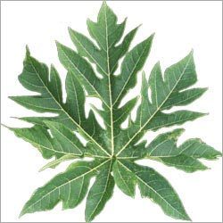 पपीता के पत्ते