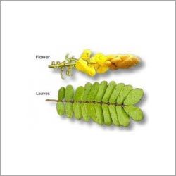 कैसिया अलाटा पत्ते