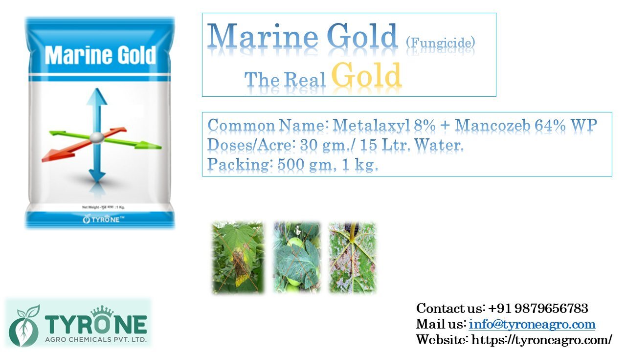 Marine Gold Powder