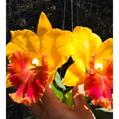 पीला STC-085 Rlc। येन गोल्डन सेंसेशन