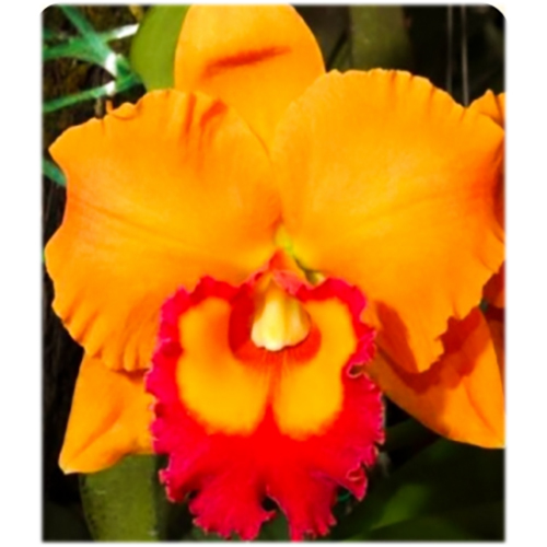 सूखे फूल Stc-090 Rlc। येन 24 करात