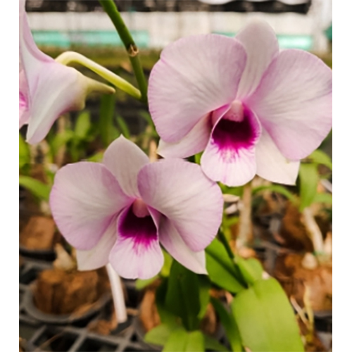 ताजे फूल J0676 डेन लवली पिंक स्ट्राइप