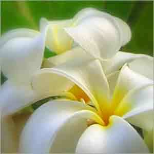 संयोजित सुगंध