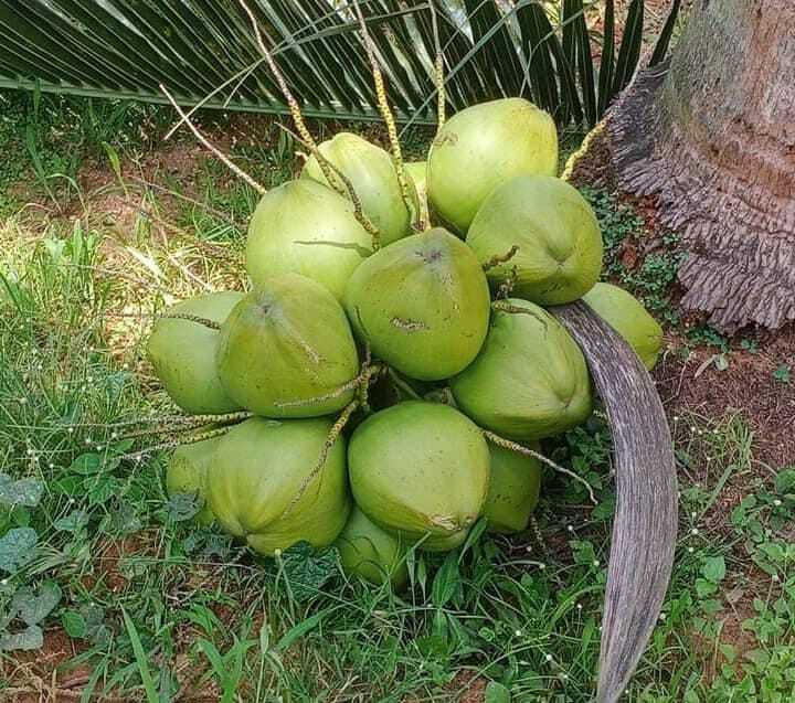 Green Fresh Tender Coconut