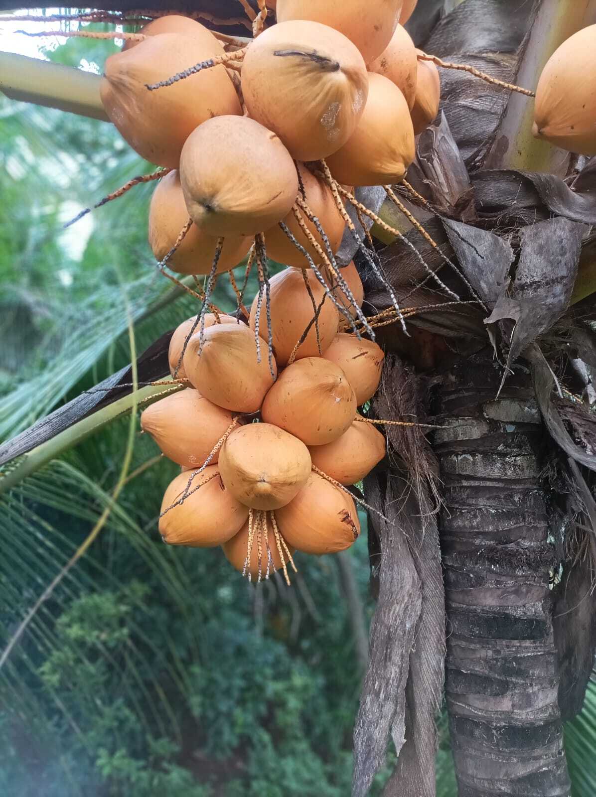 Green Fresh Tender Coconut