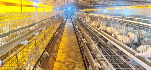 Poultry Broiler Parent Cage - Male: 17.6f x 15d x 18/24h, Female: 15f x 15d x 24h | Includes Nipple Drinking System, Environment Control, Automatic Panel