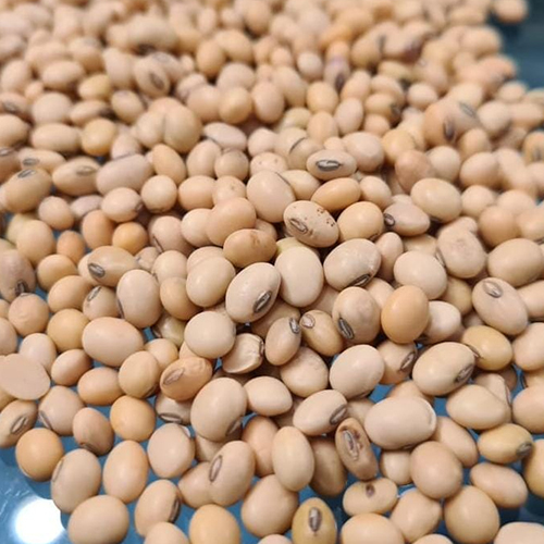 गैर जीएमओ सोयाबीन बीज ग्रेड: प्रथम श्रेणी