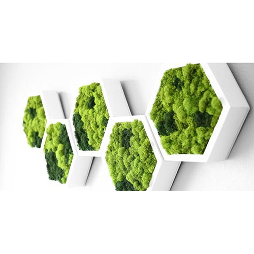 Green Framed Preserved Moss
