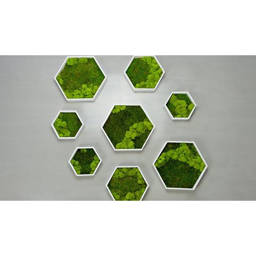 Green Framed Preserved Moss