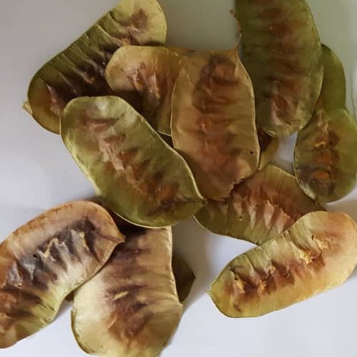 प्लांट ड्राई सेन्ना पॉड्स